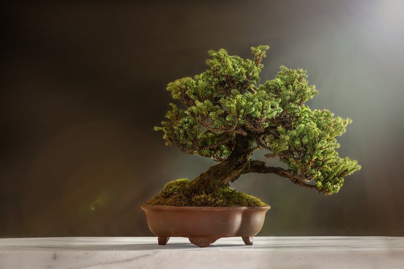 Bonsai Beauty