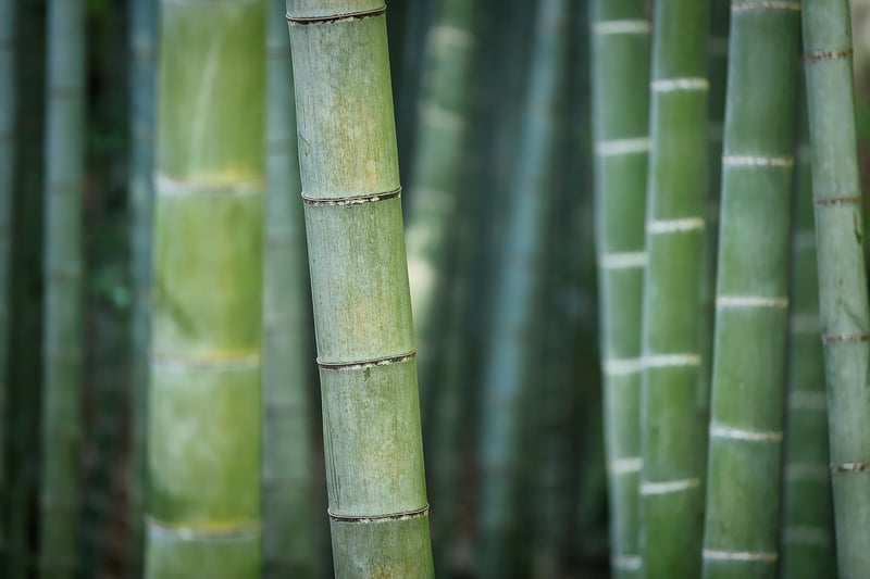 Bamboo Palm