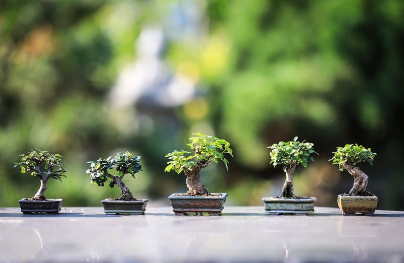 Bonsai Beauty
